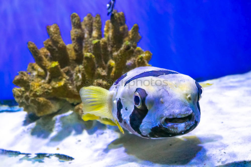 Similar – Image, Stock Photo cowfish Boxfishes Ocean