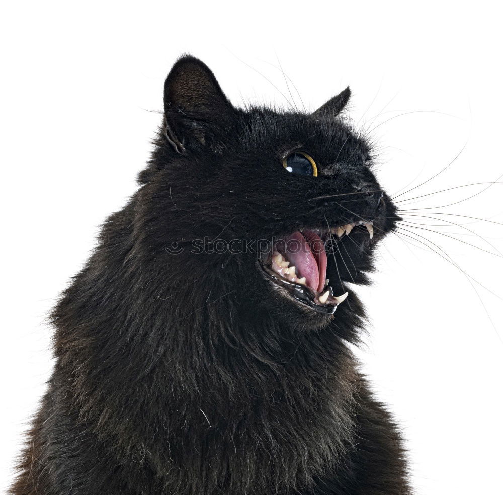 Similar – Image, Stock Photo I am very tired Cat Yawn