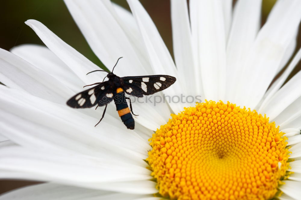 Similar – Image, Stock Photo hell(g)strong Nature Plant