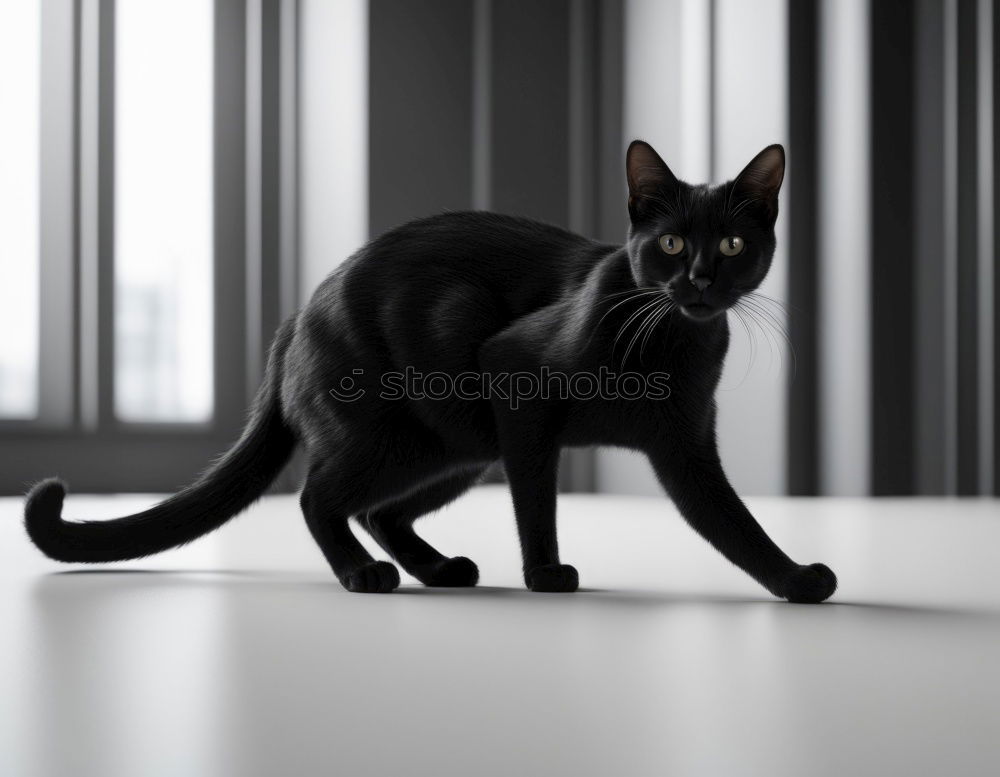 Similar – Image, Stock Photo On the lookout Animal Pet