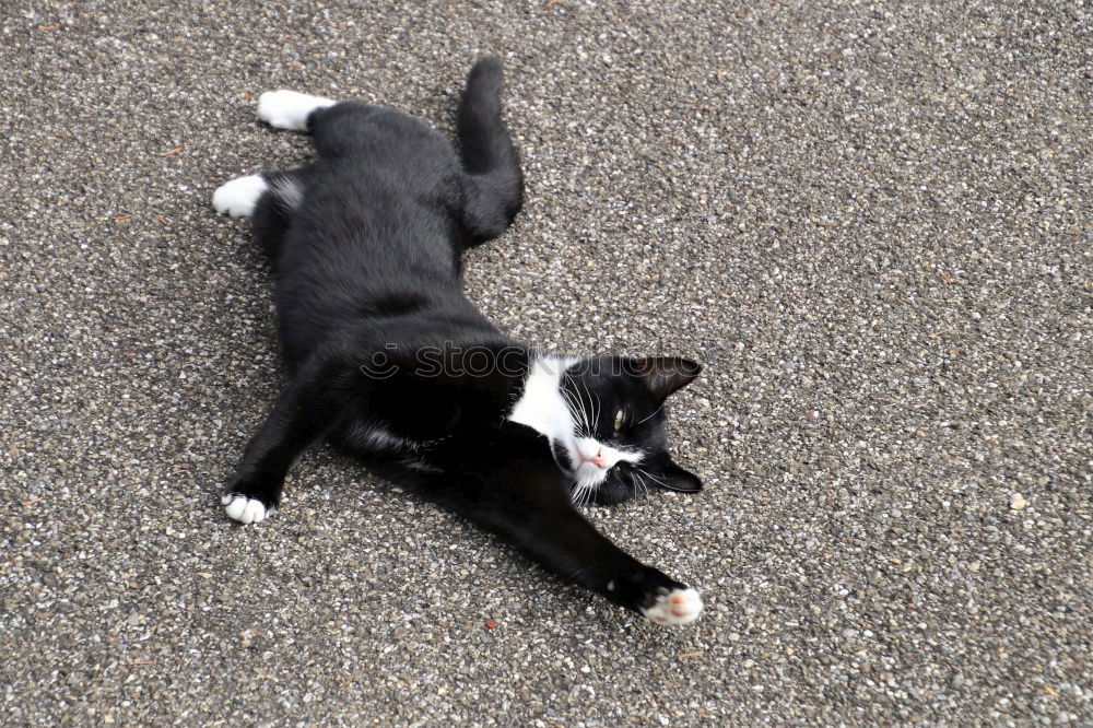 Similar – Image, Stock Photo Cat from above Black Gray