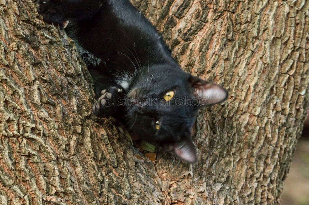 Similar – Image, Stock Photo little cat Street Hair Cat