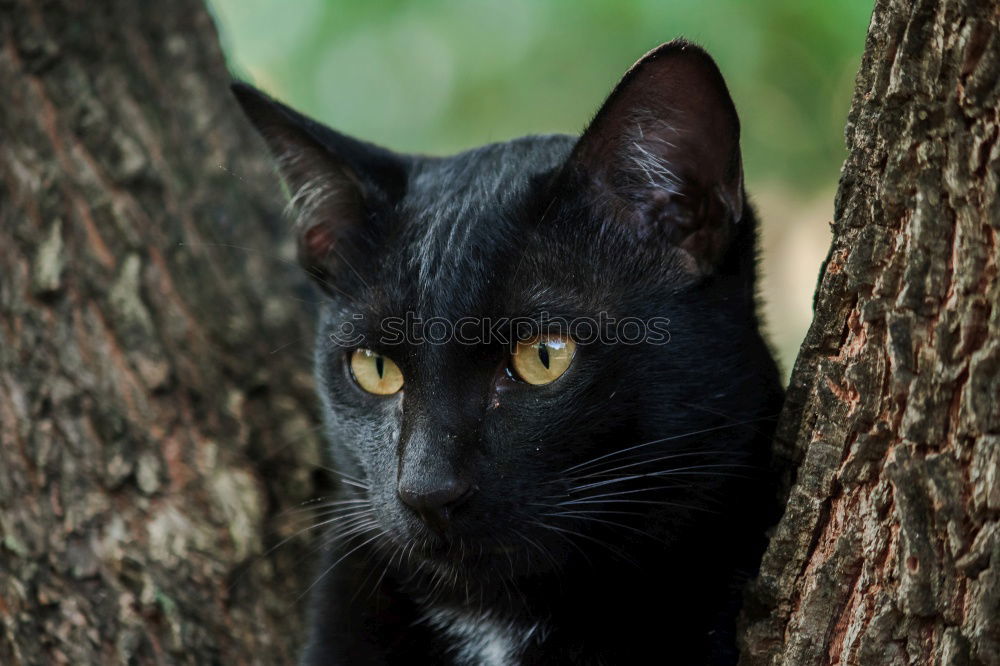 Similar – Black cat from the left