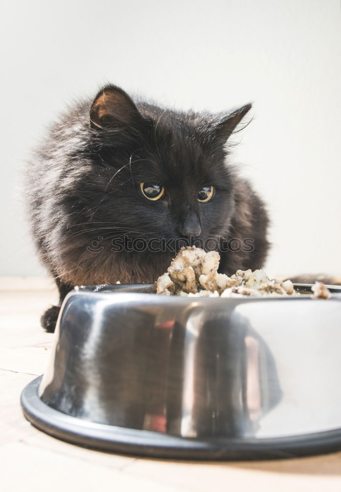 Similar – Image, Stock Photo ALL YOU CAN EAT Meat