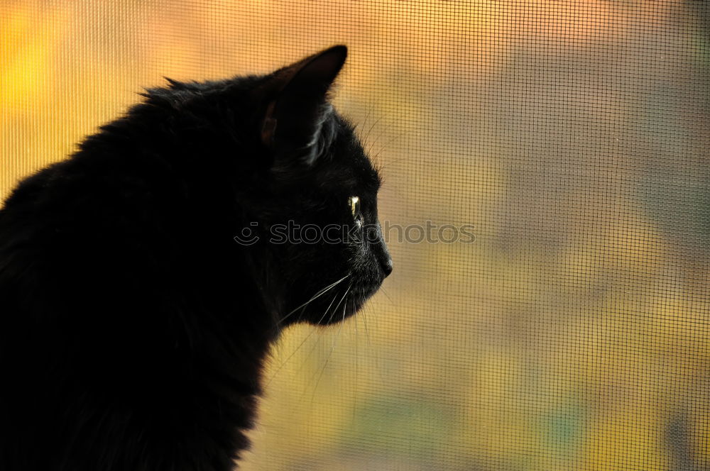 Similar – Black Cat’ Window