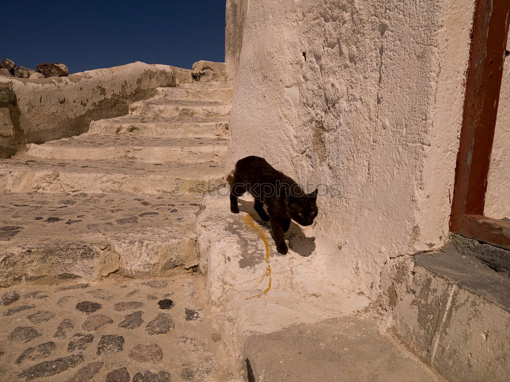 Similar – Image, Stock Photo #A# Donkey rest Small Town