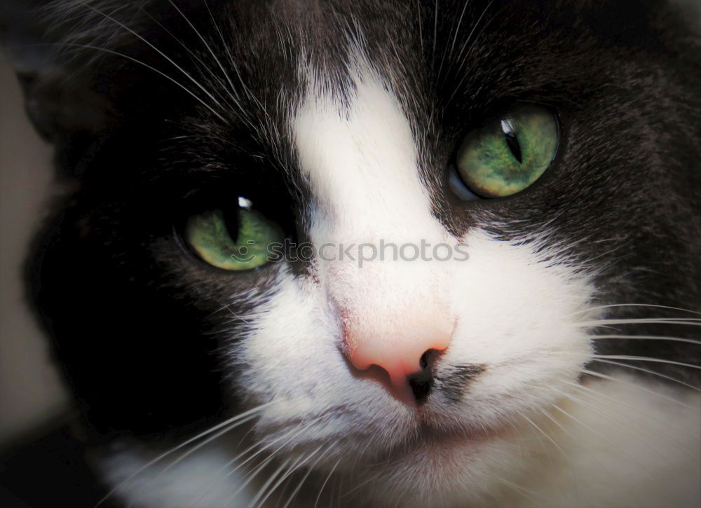 Similar – Image, Stock Photo Grim Cat Animal Pet