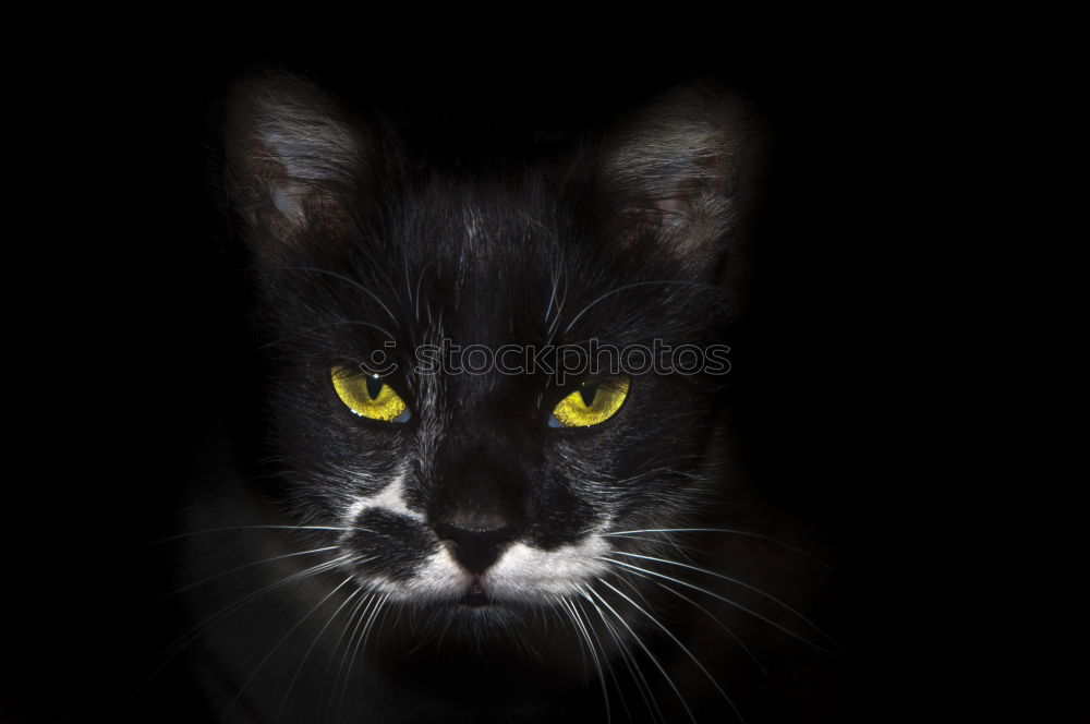 Similar – schwarze Katze auf schwarzem Hintergrund Portrait