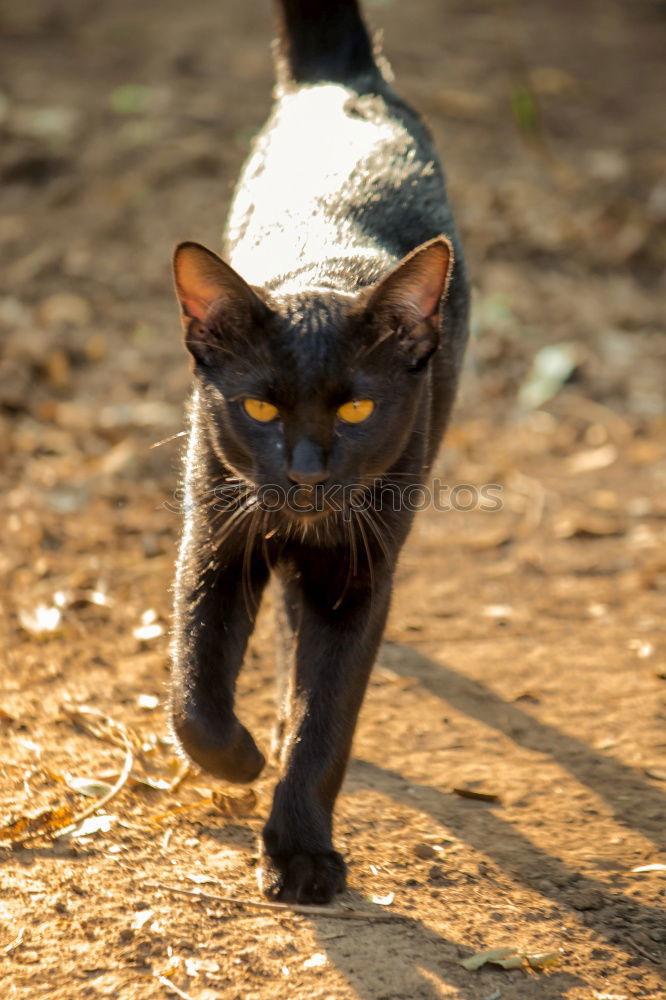 Similar – long ear Pet Pelt