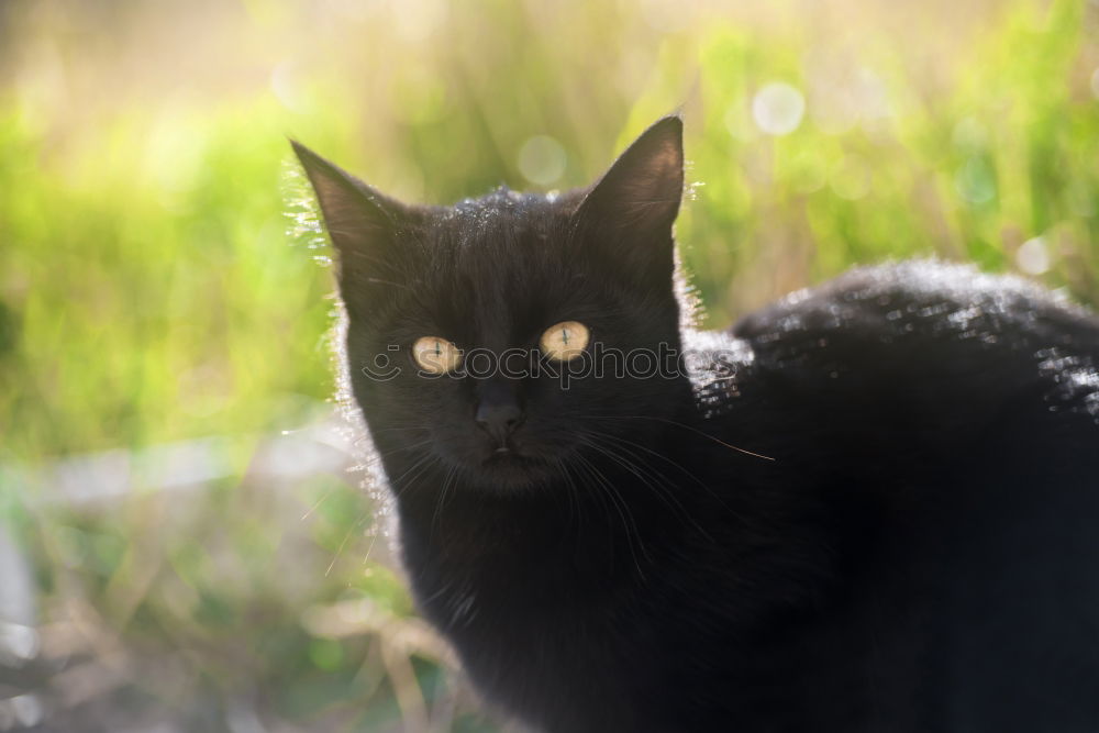 Similar – Black cat from the left