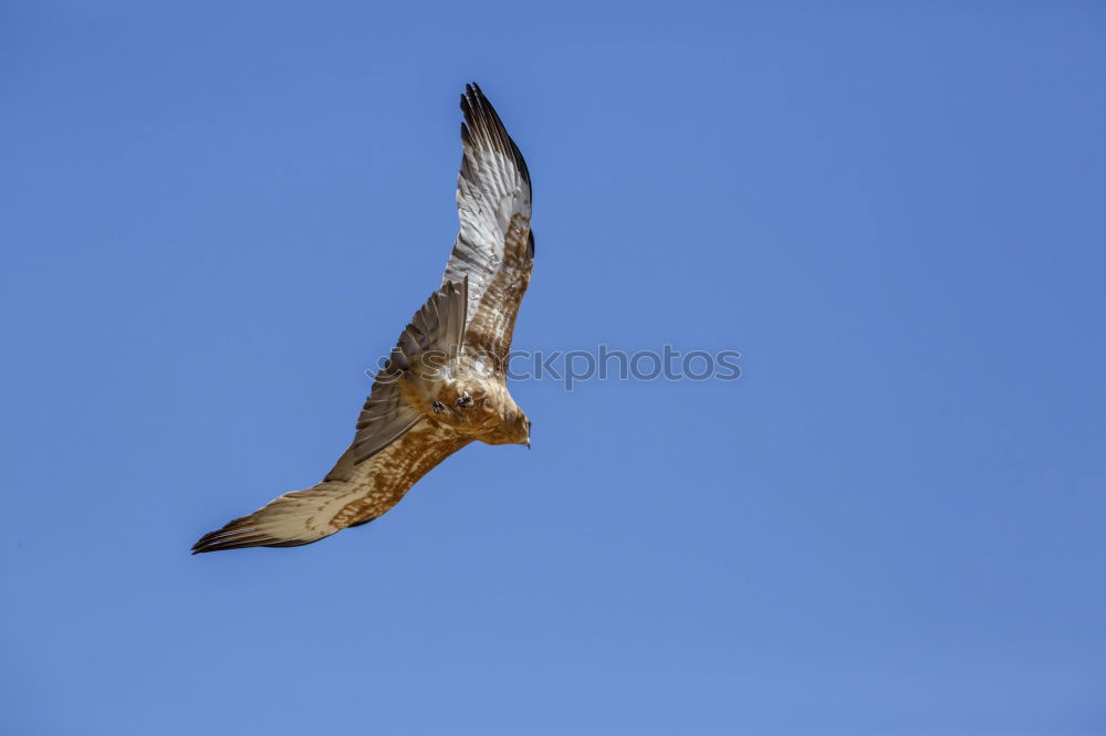 Similar – Image, Stock Photo Buteo buteo Common buzzard