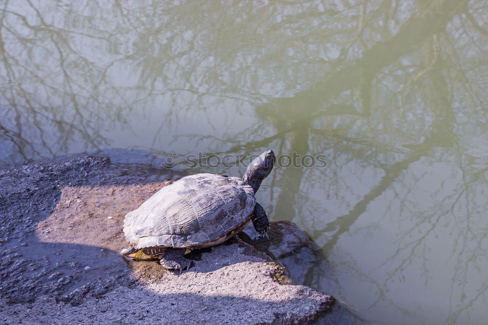 Similar – Image, Stock Photo wanderlust Turtle