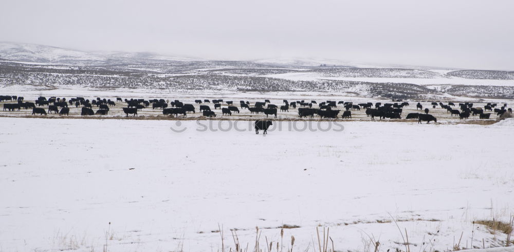 Similar – Das gemeine Winterschaf ll.