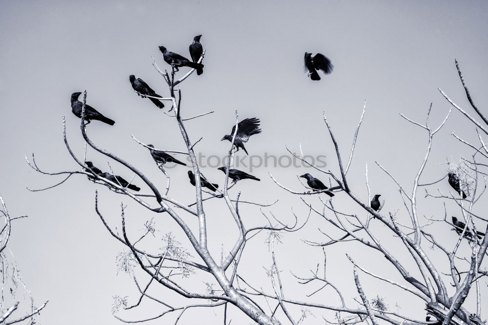 Similar – Image, Stock Photo three black pigeons Sky