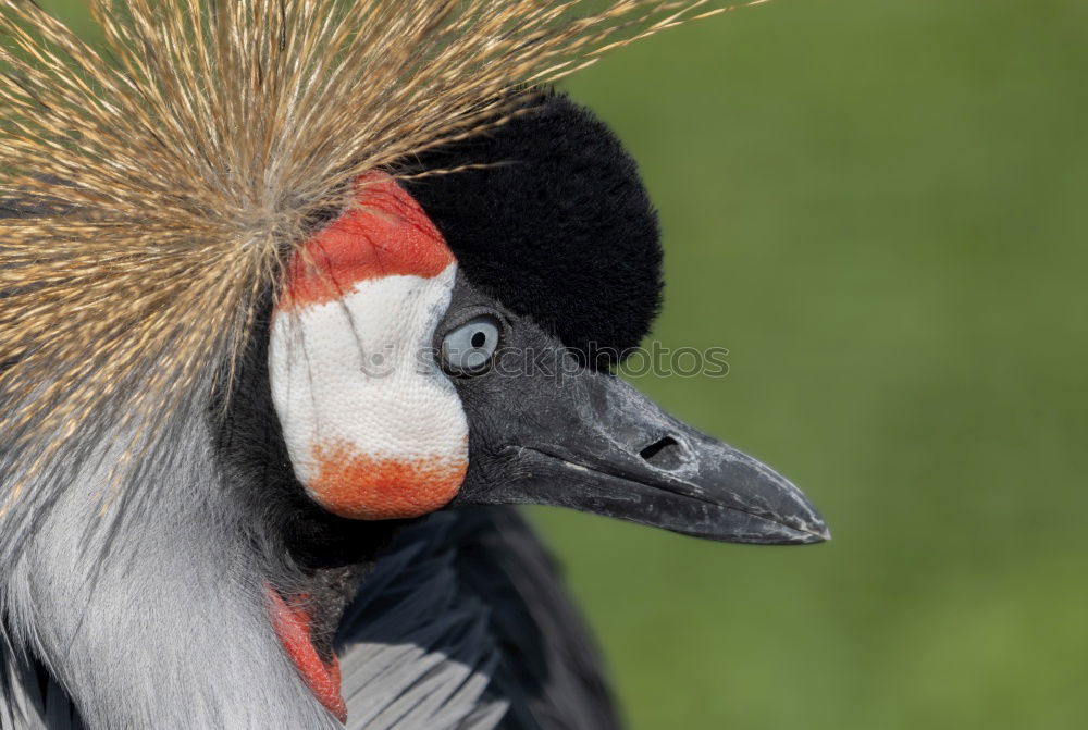 Similar – Image, Stock Photo suspicion Bird Zoo