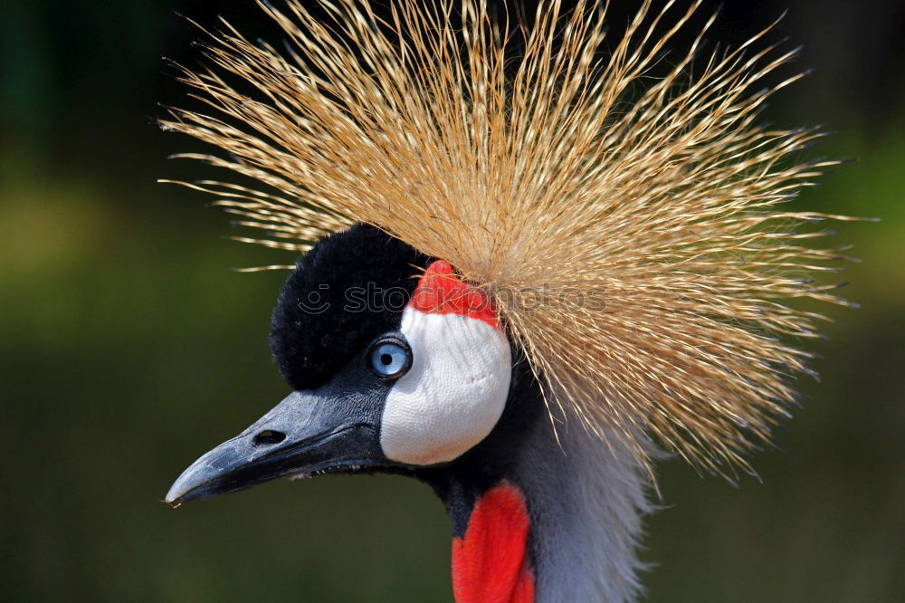 Similar – Image, Stock Photo King of the birds Bird Zoo