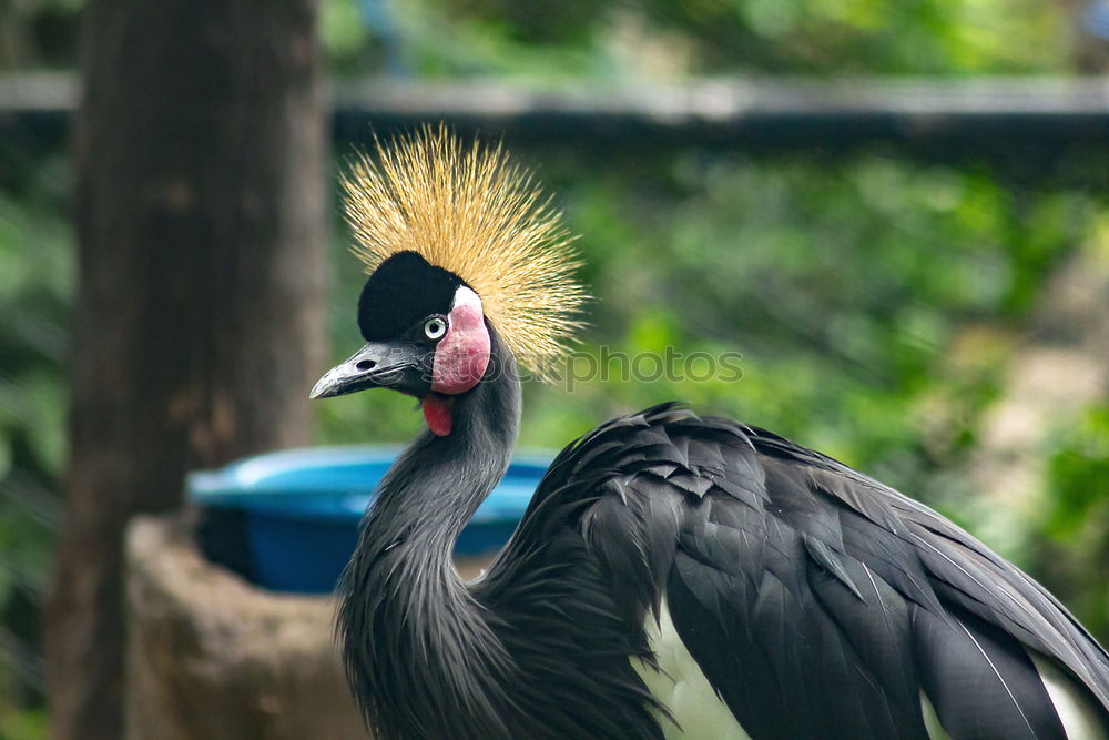 Similar – Image, Stock Photo King of the birds Bird Zoo