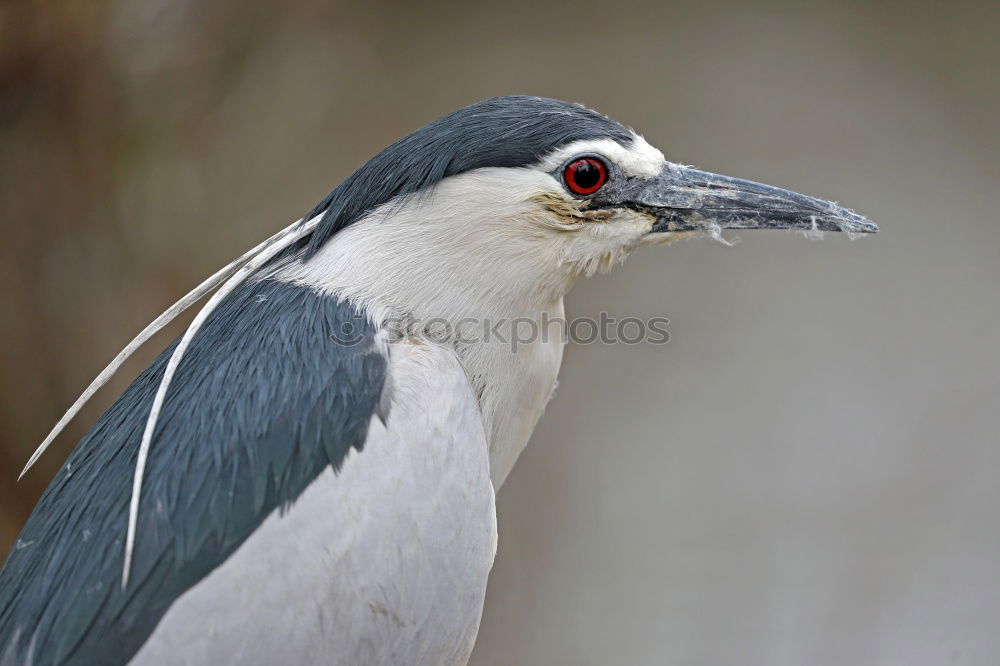 Similar – Image, Stock Photo Northern Goshawk