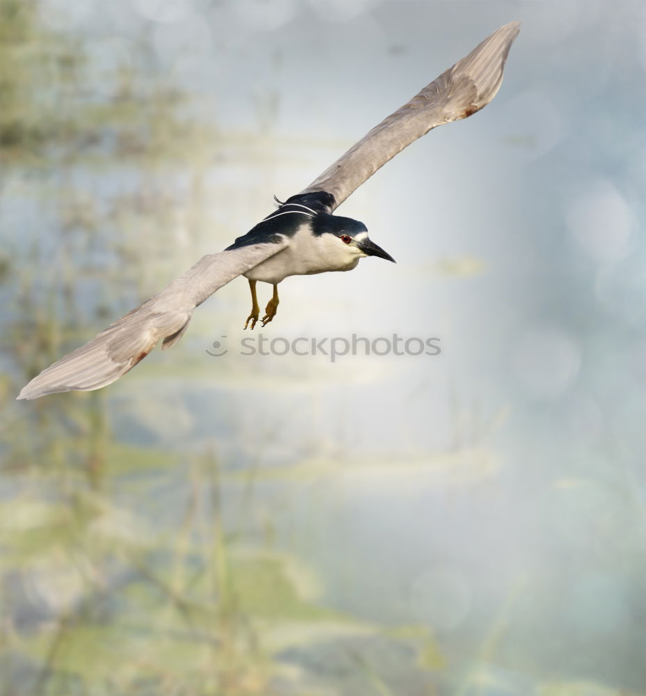 Similar – hang around Vogel Horst