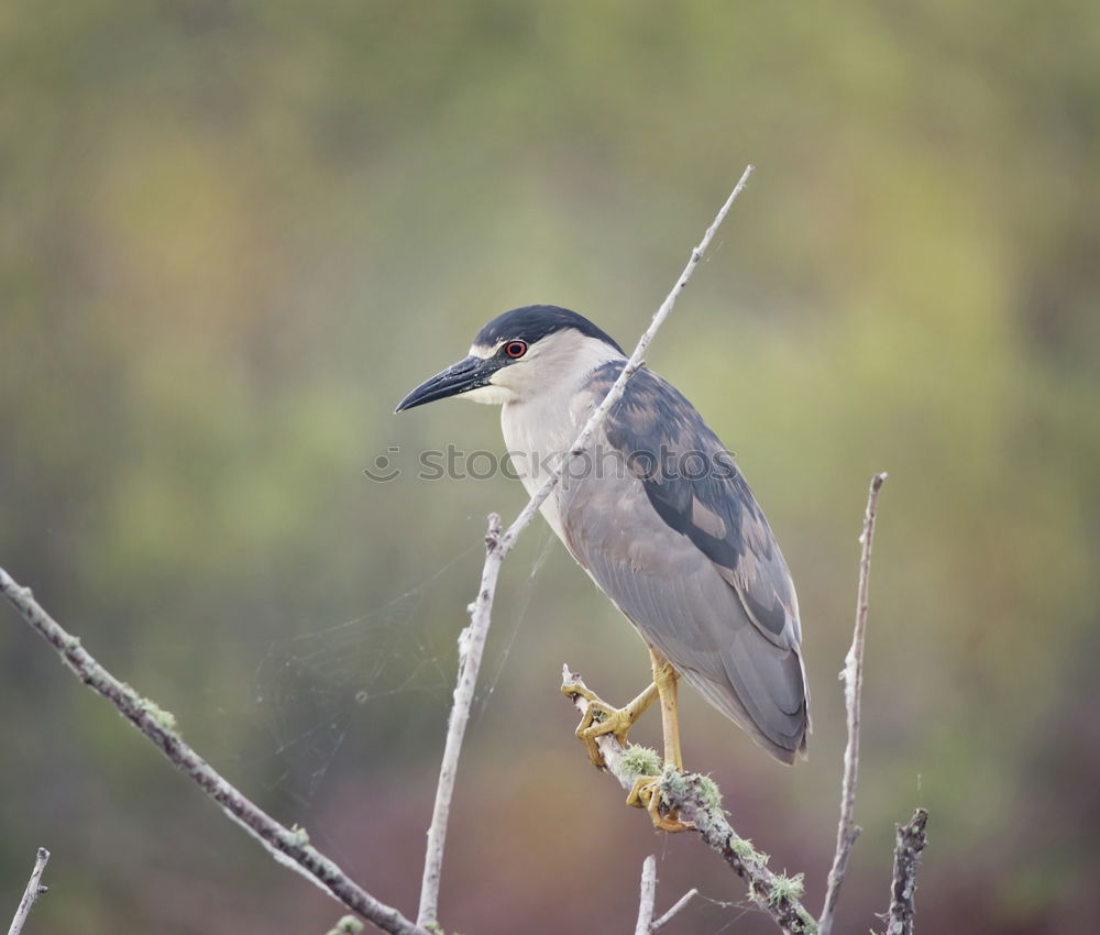 Similar – Image, Stock Photo Heron in a sunny tree