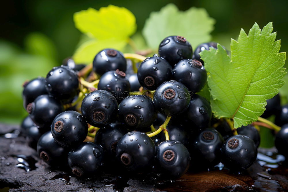 Similar – Image, Stock Photo grape of aglianico Nature
