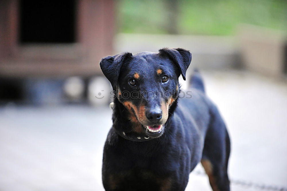 Similar – Image, Stock Photo Master floppy ear Pt.3 Pet