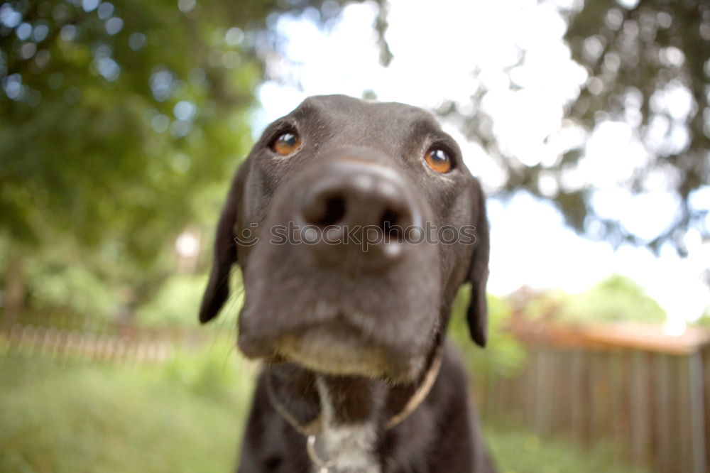 Similar – Neufundländer Hund Dog