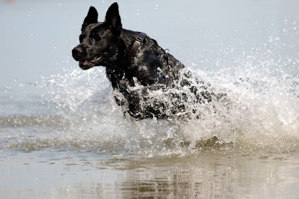 Similar – WaveDog Hund Labrador