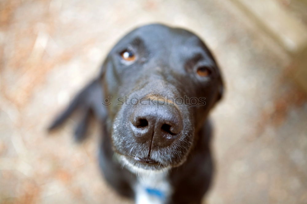 Master floppy ear Pt.11