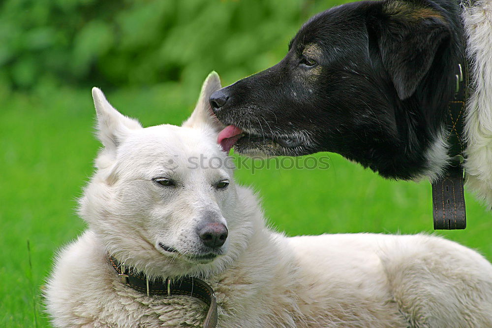 Similar – shepherd puppies playing in sunset light