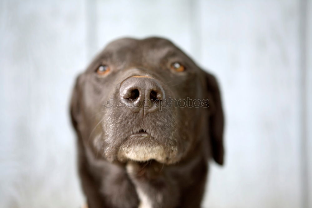 Similar – Kopf auf vier Beinen Hund