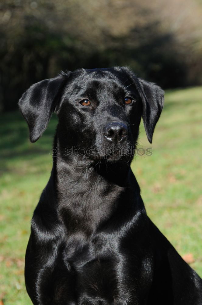 Similar – doggy Hund Labrador