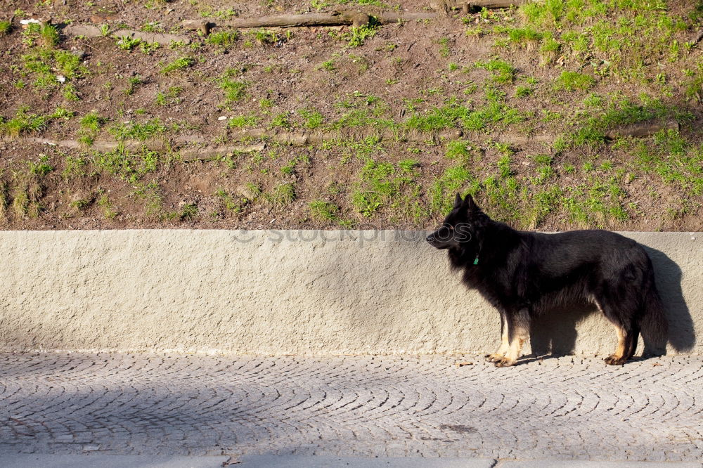 Similar – Funny dog on beach Dog