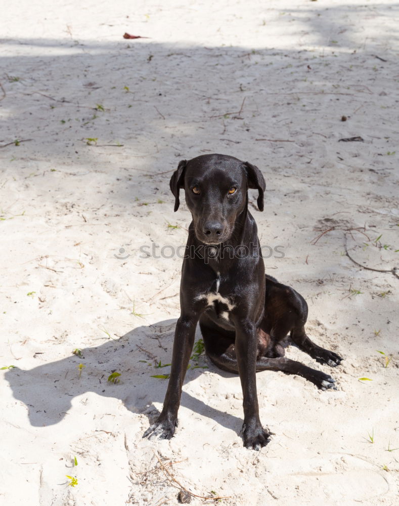 Similar – Cuckoo Dog Landscape Park