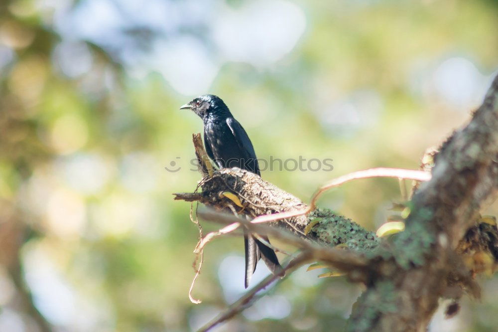 Image, Stock Photo Star with insects in the beak