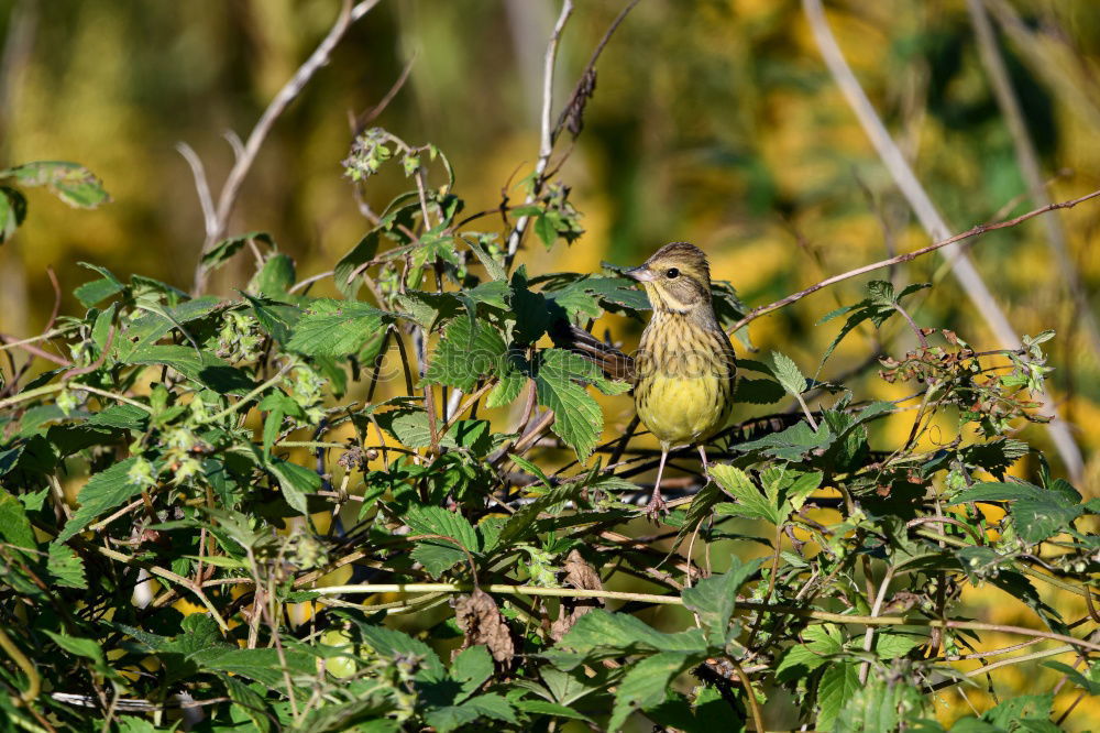 Similar – Image, Stock Photo Yellow weaver bird building a nest