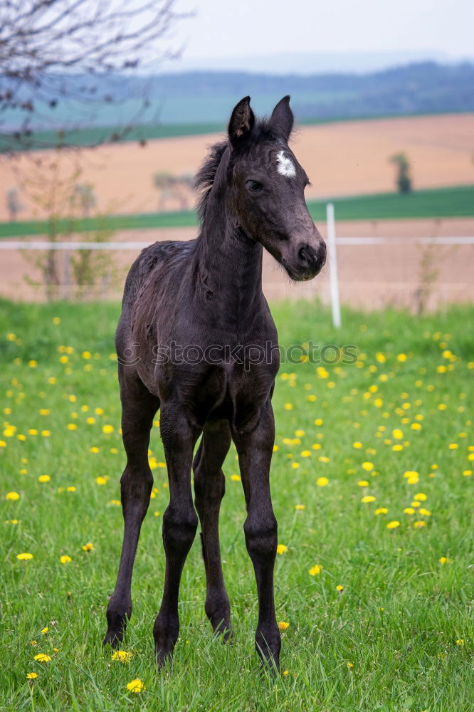 Similar – Przewalski’s foal Spring