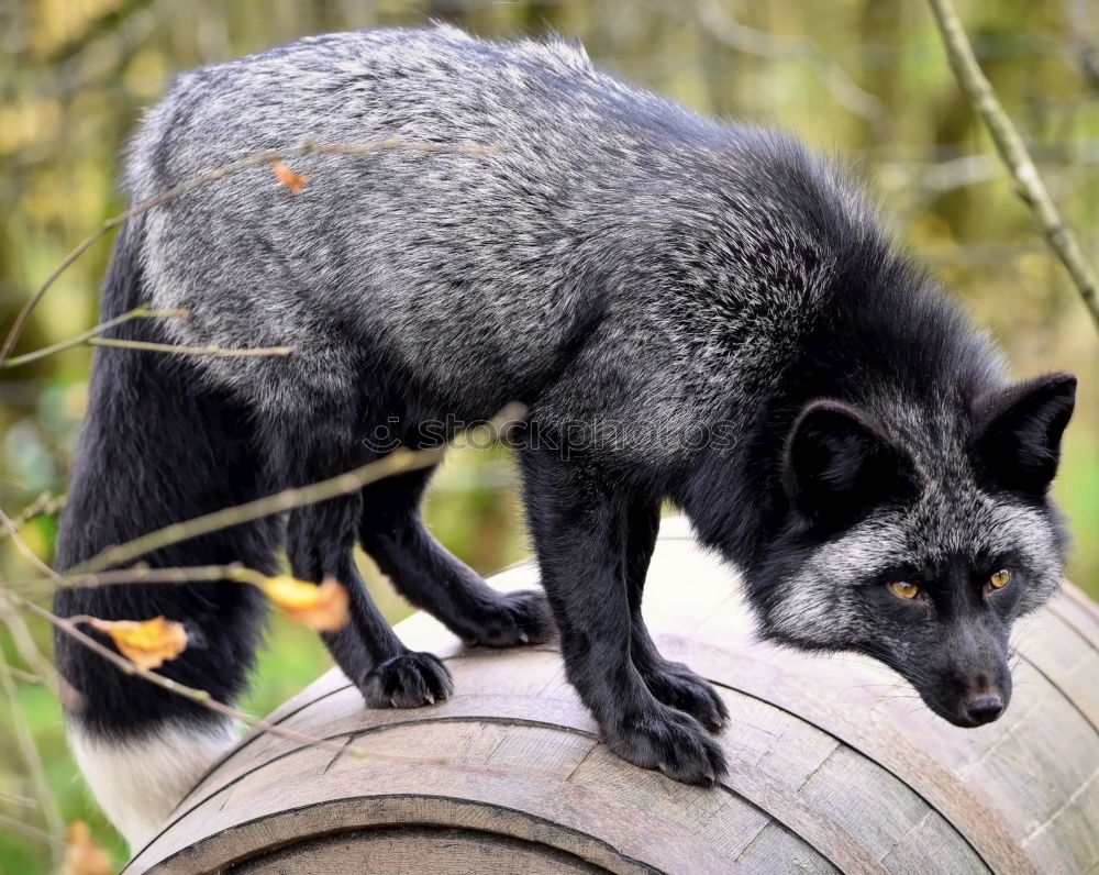 Similar – Foto Bild Vorsichtiger Blick Ausflug