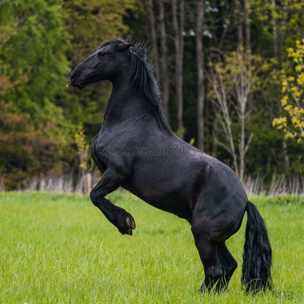 Foto Bild Schwarzes Pferd mit buntem Herbst Blätter Hintergrund