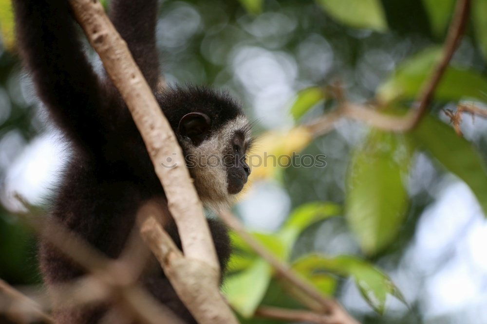 Similar – monkey Animal portrait