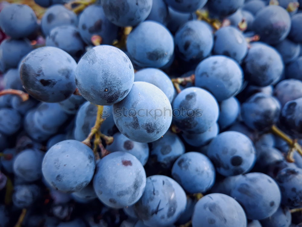 Similar – Foto Bild Weinlese. Lebensmittel