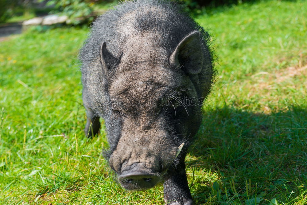 Similar – Image, Stock Photo pot-bellied pig Swine Sow