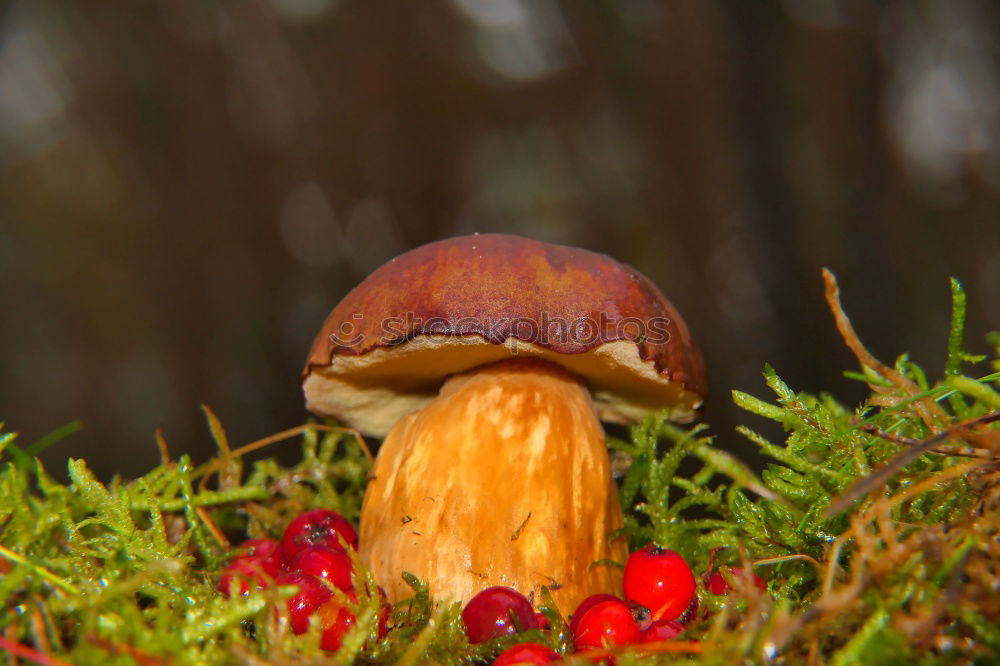 Similar – Toadstool hidden in grass