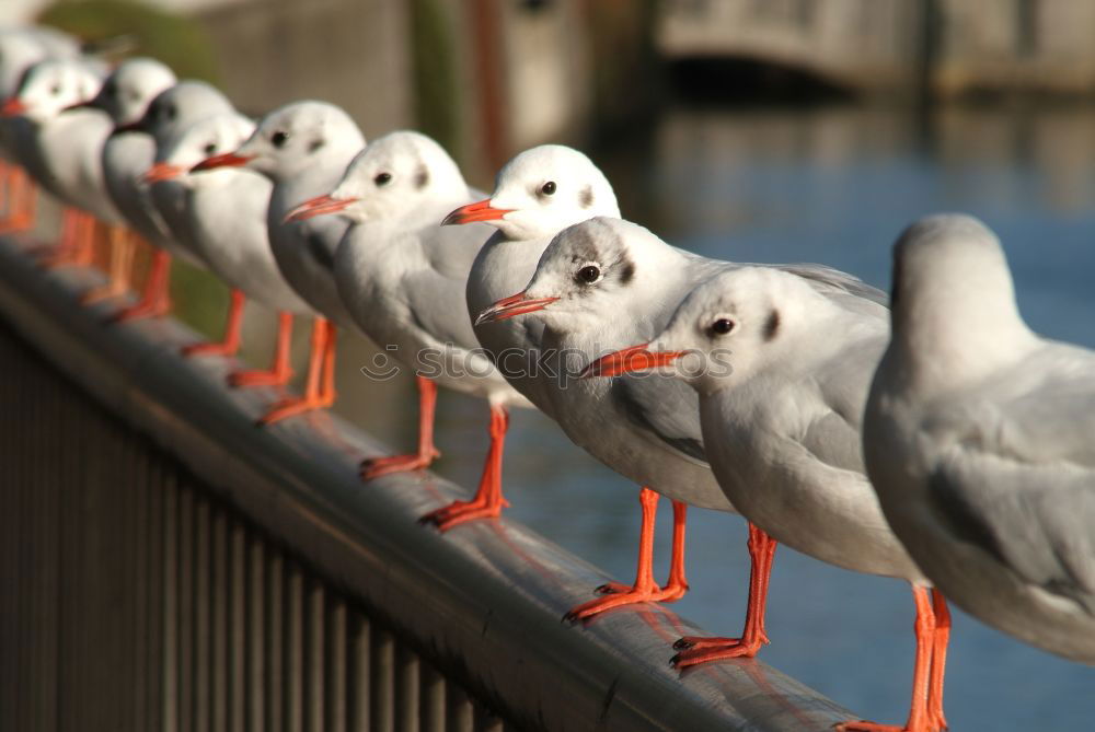 Similar – Foto Bild Aus der Reihe tanzen Vogel