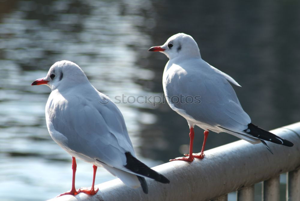 Similar – Möwe auf Geländer in Australien