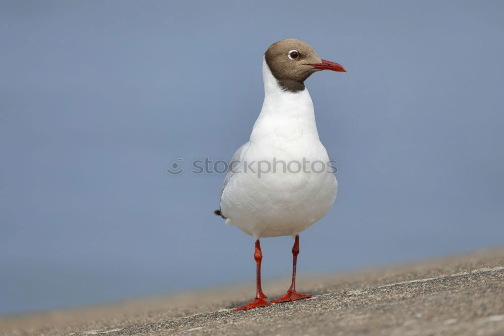 Similar – Image, Stock Photo Laugh, seagull!