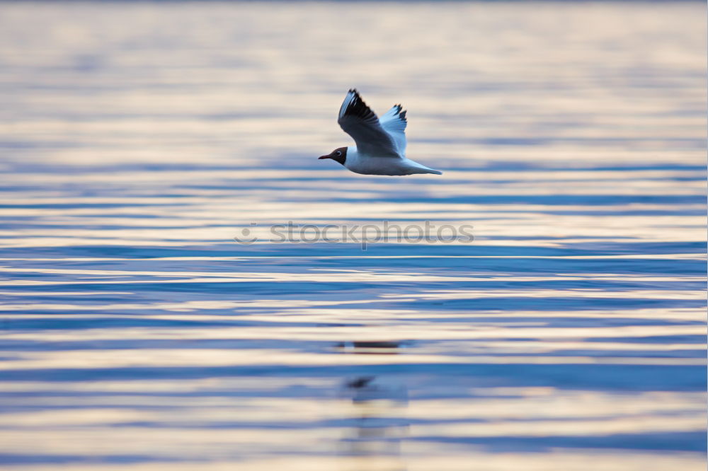 Similar – Vestmannaeyjar | Iceland