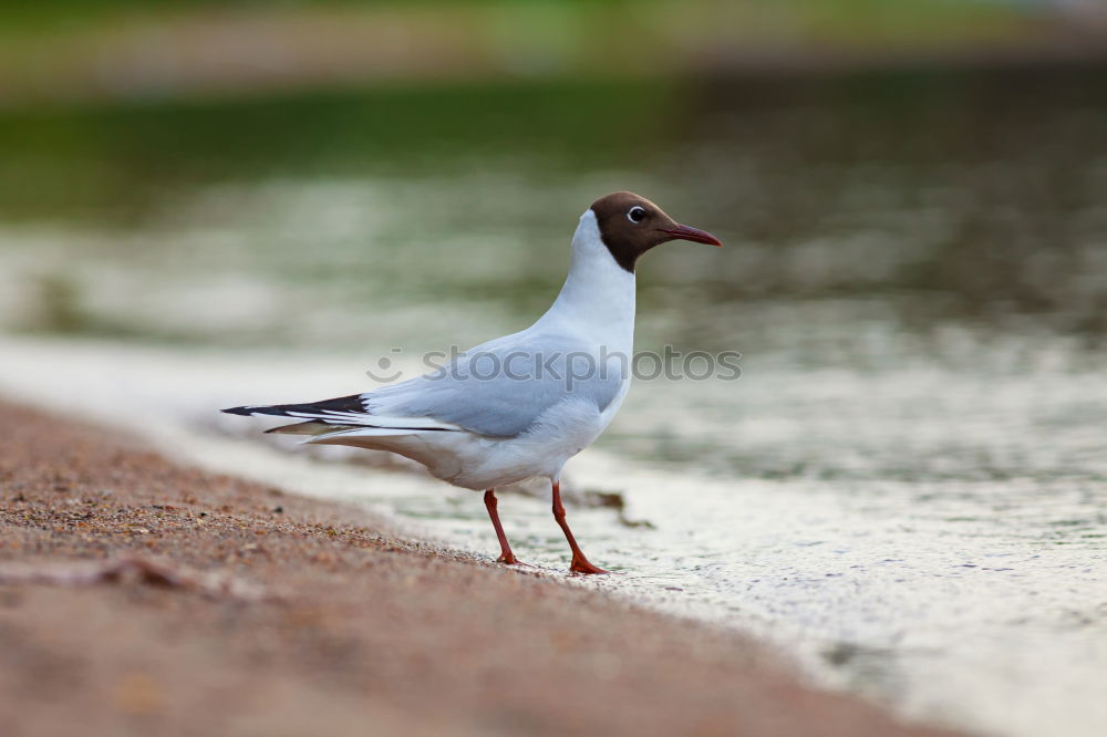 Similar – Image, Stock Photo A bird sits on a roof and looks. Flutebird, known for its attacks on humans. It has the ability to imitate voices. Queensland / Australia