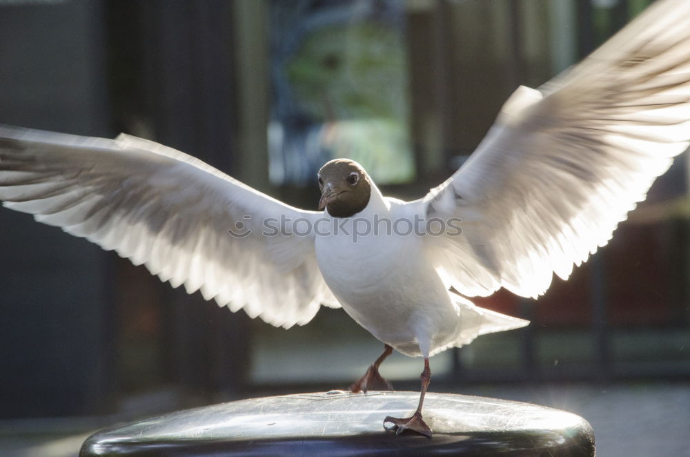 Similar – flying rat Pigeon Gray