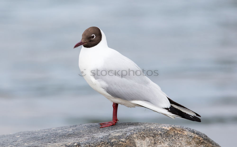 Image, Stock Photo Laugh, seagull!